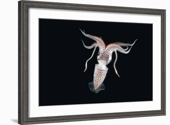 Deepsea Squid (Histioteuthis Sp) From Between 188M-617Ft And 507M-1,663Ft Depth, Night-David Shale-Framed Photographic Print