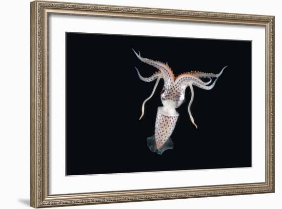 Deepsea Squid (Histioteuthis Sp) From Between 188M-617Ft And 507M-1,663Ft Depth, Night-David Shale-Framed Photographic Print