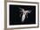 Deepsea Squid (Histioteuthis Sp) From Between 188M-617Ft And 507M-1,663Ft Depth, Night-David Shale-Framed Photographic Print