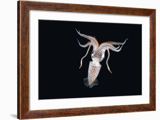 Deepsea Squid (Histioteuthis Sp) From Between 188M-617Ft And 507M-1,663Ft Depth, Night-David Shale-Framed Photographic Print
