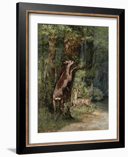 Deer, 1868-Gustave Courbet-Framed Giclee Print