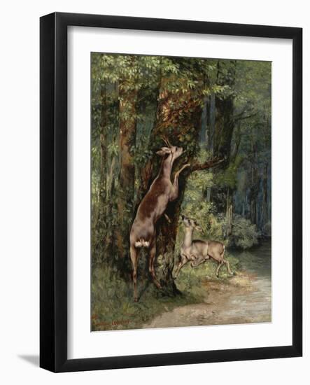 Deer, 1868-Gustave Courbet-Framed Giclee Print