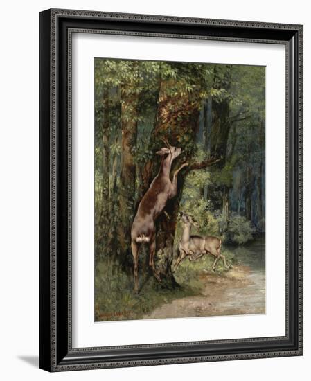 Deer, 1868-Gustave Courbet-Framed Giclee Print