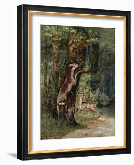 Deer, 1868-Gustave Courbet-Framed Giclee Print