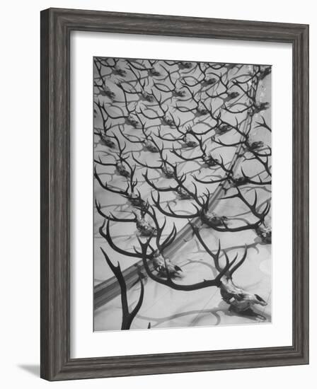 Deer Antlers Hanging in Domed Ceiling of Gordon Castle-William Sumits-Framed Photographic Print