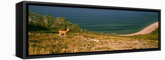 Deer at Waterton Lake, Waterton Lakes National Park, Alberta, Canada-null-Framed Premier Image Canvas