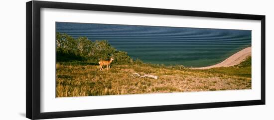 Deer at Waterton Lake, Waterton Lakes National Park, Alberta, Canada-null-Framed Photographic Print