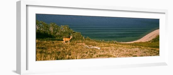 Deer at Waterton Lake, Waterton Lakes National Park, Alberta, Canada-null-Framed Photographic Print