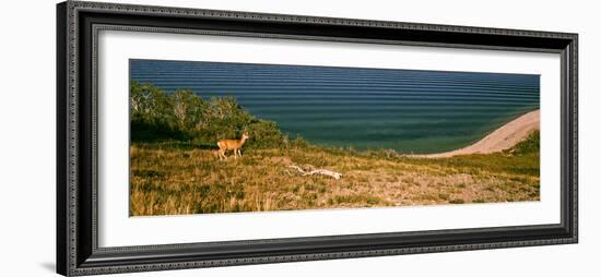 Deer at Waterton Lake, Waterton Lakes National Park, Alberta, Canada-null-Framed Photographic Print