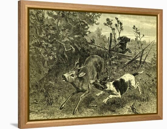 Deer Dog Hunt Austira 1891-null-Framed Premier Image Canvas