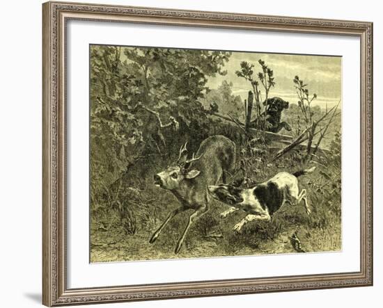 Deer Dog Hunt Austira 1891-null-Framed Giclee Print