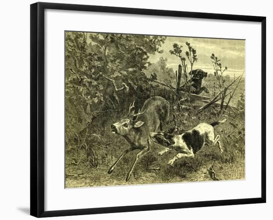 Deer Dog Hunt Austira 1891-null-Framed Giclee Print