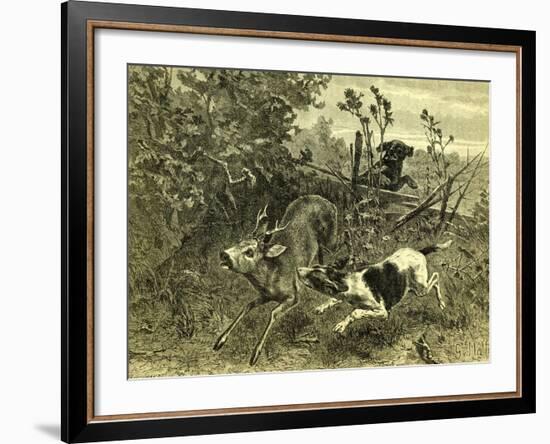 Deer Dog Hunt Austira 1891-null-Framed Giclee Print