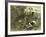 Deer Dog Hunt Austira 1891-null-Framed Giclee Print