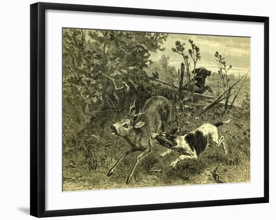 Deer Dog Hunt Austira 1891-null-Framed Giclee Print