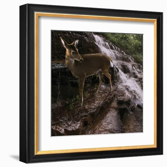 Deer Falls-Steve Hunziker-Framed Art Print