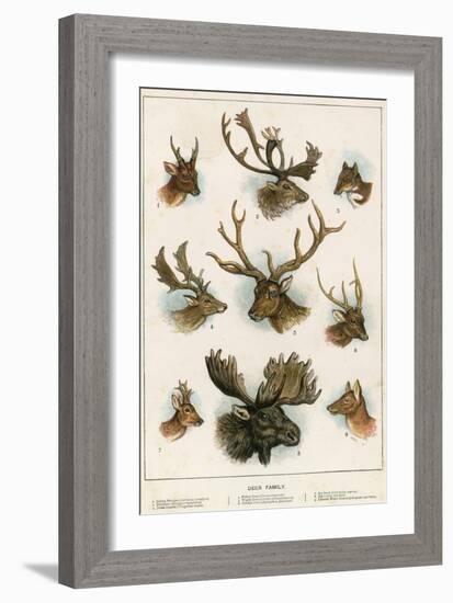 Deer Family-English School-Framed Giclee Print