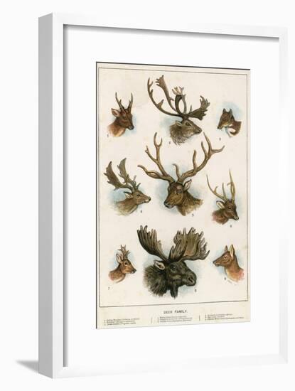 Deer Family-English School-Framed Giclee Print