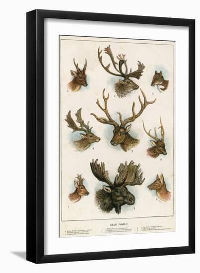 Deer Family-English School-Framed Giclee Print
