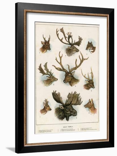 Deer Family-English School-Framed Giclee Print