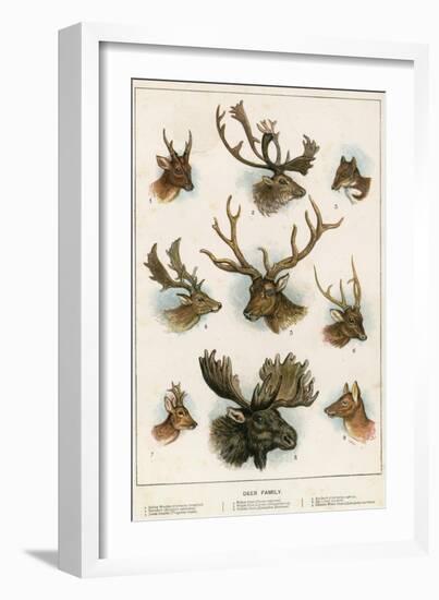 Deer Family-English School-Framed Giclee Print