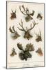 Deer Family-English School-Mounted Giclee Print