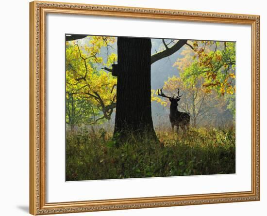 Deer, Favorite Park, Ludwigsburg, Baden-Wurttemberg, Germany, Europe-Jochen Schlenker-Framed Photographic Print