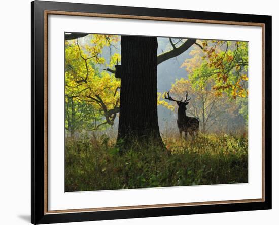 Deer, Favorite Park, Ludwigsburg, Baden-Wurttemberg, Germany, Europe-Jochen Schlenker-Framed Photographic Print