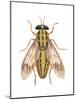 Deer Fly (Chrysops Callidas), Insects-Encyclopaedia Britannica-Mounted Art Print