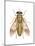 Deer Fly (Chrysops Callidas), Insects-Encyclopaedia Britannica-Mounted Art Print