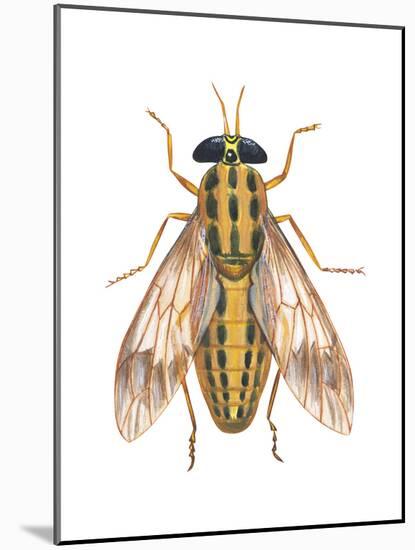 Deer Fly (Chrysops Callidas), Insects-Encyclopaedia Britannica-Mounted Art Print