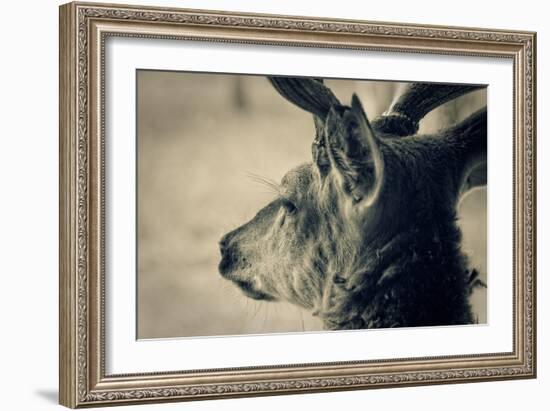 Deer Head, Closeup Shot. Toned-pashabo-Framed Art Print