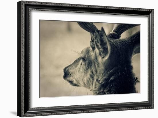 Deer Head, Closeup Shot. Toned-pashabo-Framed Art Print