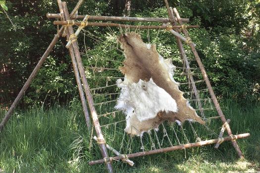 Deer Hide Stretched on Sapling Frame to Be Scraped and Tanned