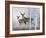 Deer in Birch Woods-Rusty Frentner-Framed Giclee Print