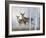 Deer in Birch Woods-Rusty Frentner-Framed Giclee Print