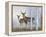 Deer in Birch Woods-Rusty Frentner-Framed Premier Image Canvas