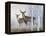 Deer in Birch Woods-Rusty Frentner-Framed Premier Image Canvas