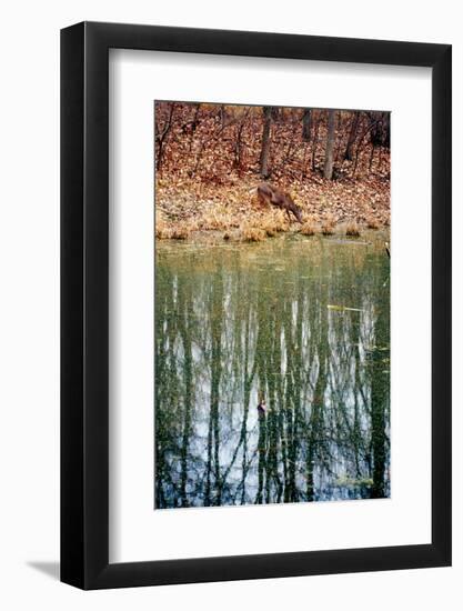 Deer in Eagle Creek Park, Indianapolis, Indiana, USA-Anna Miller-Framed Photographic Print