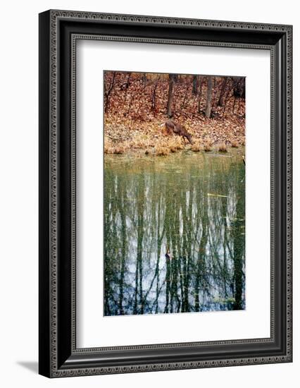 Deer in Eagle Creek Park, Indianapolis, Indiana, USA-Anna Miller-Framed Photographic Print