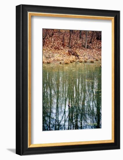 Deer in Eagle Creek Park, Indianapolis, Indiana, USA-Anna Miller-Framed Photographic Print