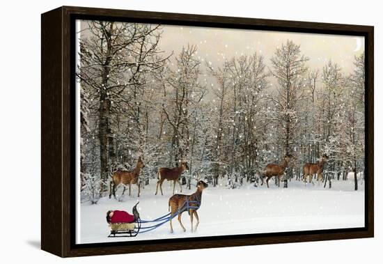 Deer In Forest-Nancy Tillman-Framed Stretched Canvas