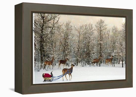 Deer In Forest-Nancy Tillman-Framed Stretched Canvas