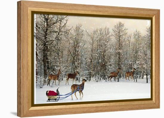Deer In Forest-Nancy Tillman-Framed Stretched Canvas