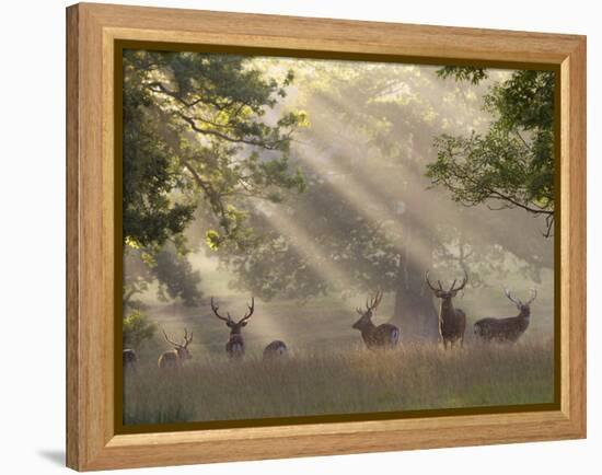 Deer in Morning Mist, Woburn Abbey Park, Woburn, Bedfordshire, England, United Kingdom, Europe-Stuart Black-Framed Premier Image Canvas
