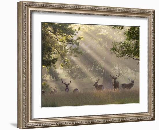 Deer in Morning Mist, Woburn Abbey Park, Woburn, Bedfordshire, England, United Kingdom, Europe-Stuart Black-Framed Photographic Print