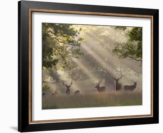 Deer in Morning Mist, Woburn Abbey Park, Woburn, Bedfordshire, England, United Kingdom, Europe-Stuart Black-Framed Photographic Print