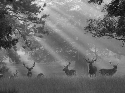 Deer in Morning Mist, Woburn Abbey Park, Woburn, Bedfordshire, England,  United Kingdom, Europe' Photographic Print - Stuart Black | Art.com