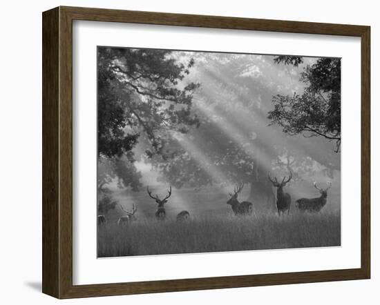 Deer in Morning Mist, Woburn Abbey Park, Woburn, Bedfordshire, England, United Kingdom, Europe-Stuart Black-Framed Photographic Print