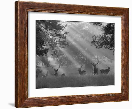 Deer in Morning Mist, Woburn Abbey Park, Woburn, Bedfordshire, England, United Kingdom, Europe-Stuart Black-Framed Photographic Print